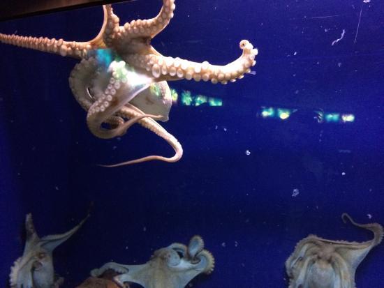 Aquàrium de Barcelona